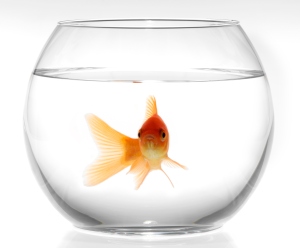A goldfish in fishbowl on white background
